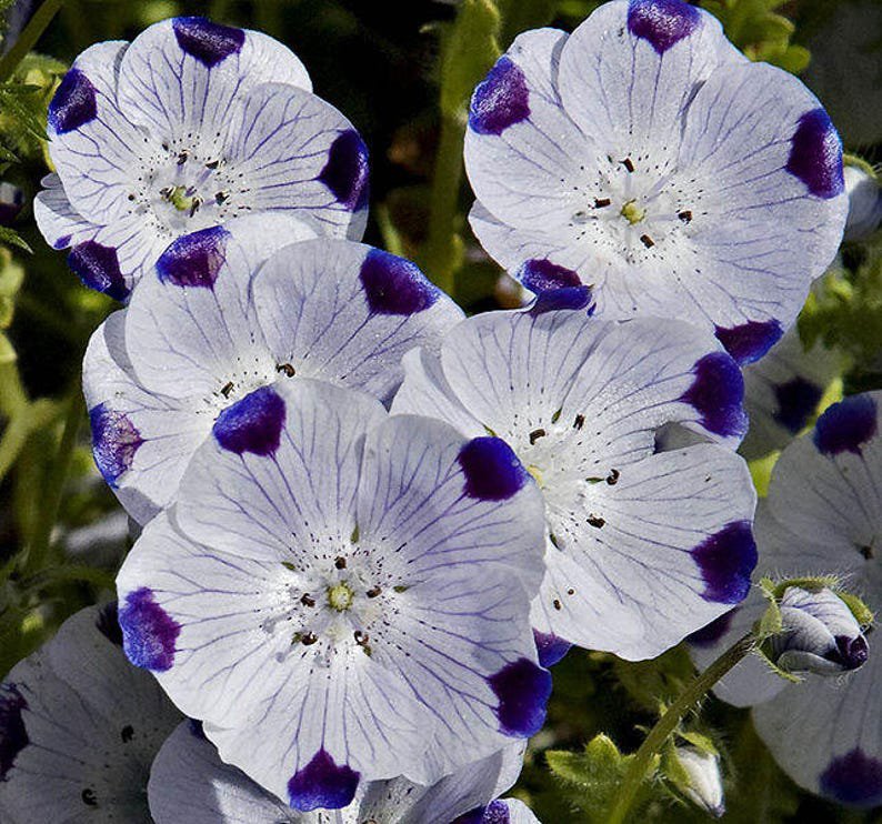 750 FIVE SPOT Nemophila Maculata Flower Seeds