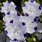 750 FIVE SPOT Nemophila Maculata Flower Seeds