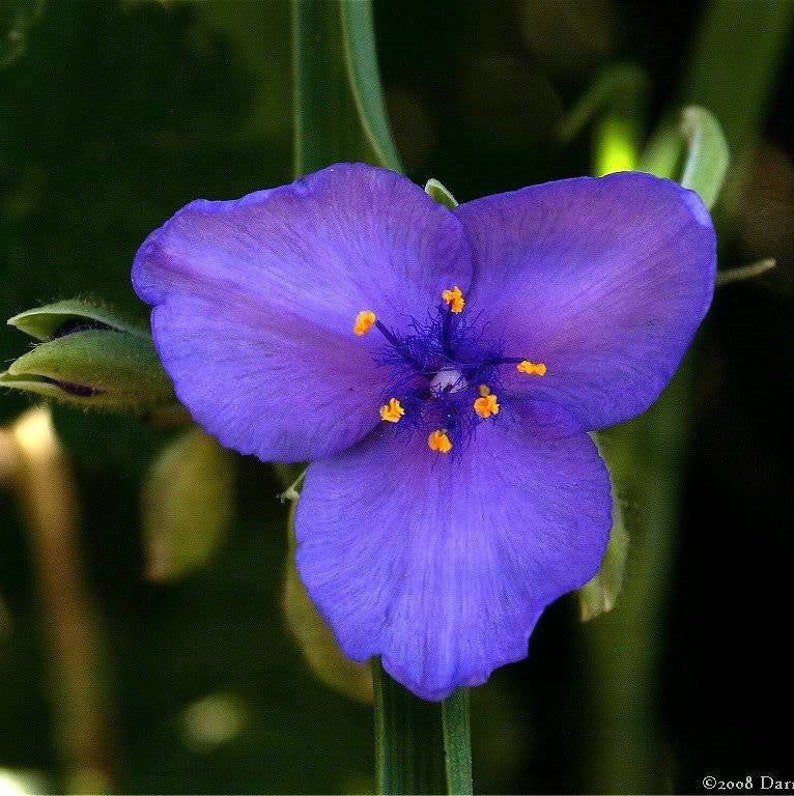 100 Purple OHIO SPIDERWORT (Widows Tears / Bluejacket) Tradescantia Ohiensis Flower Seeds
