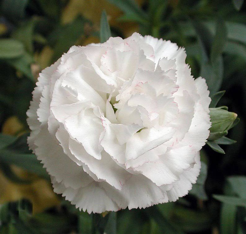 50 WHITE CARNATION Dianthus Caryophyllus Grenadin Flower Seeds