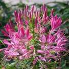 100 Rocky Mountain BEE PLANT Cleome Serrulata Flower Seeds