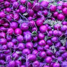 300 PURPLE PLUM RADISH Raphanus Sativus White Flesh Root Vegetable Seeds