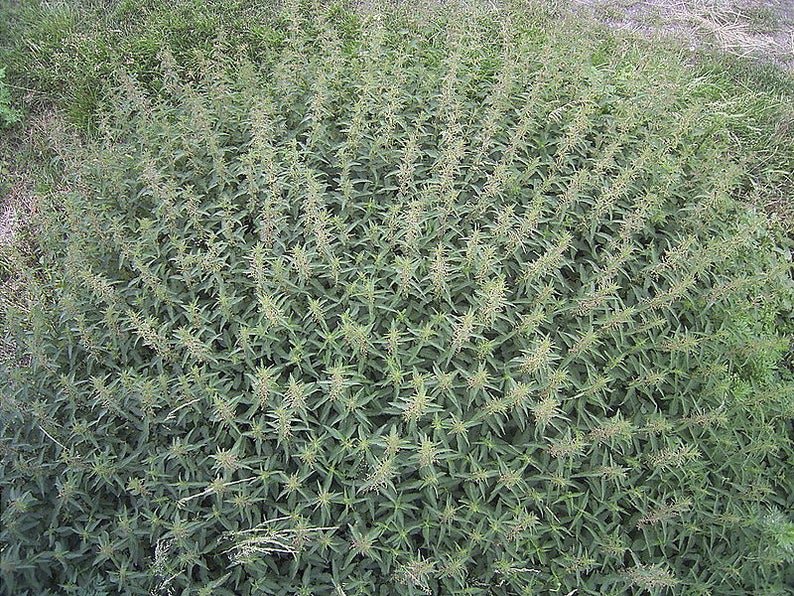 200 STINGING NETTLE Urtica Dioica (aka Common, California, or Bull Nettle / Tread Softly) Flower See