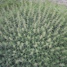 200 STINGING NETTLE Urtica Dioica (aka Common, California, or Bull Nettle / Tread Softly) Flower See