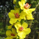 150 YELLOW VERBASCUM Thapsus Common Mullein Flower Herb Seeds