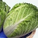 500 MICHIHILI CABBAGE (Chinese Cabbage / Bok Choy / Pak Choi / Celery Mustard / Chinese Chard) Brass