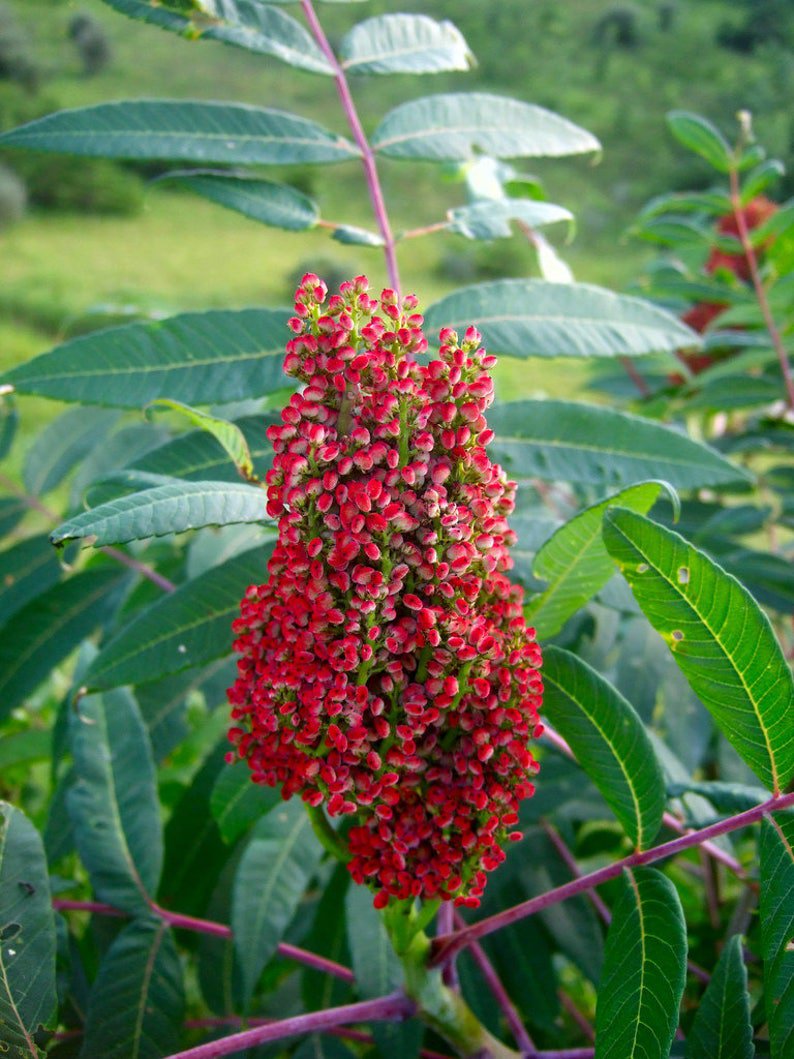 75 SMOOTH SUMAC TREE Red Berries Rhus Glabra Borealis Seeds