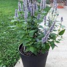 100 ORGANIC Superior LICORICE MINT Agastache Rugosa Korean Tea Herb Purple Flower Seeds
