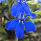 200 Electric Blue MONSOON LOBELIA Erinus Flower Seeds