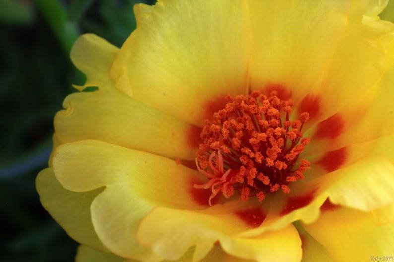 100 Yellow PORTULACA MOSS ROSE Portulaca Grandiflora Succulent Flower Seeds