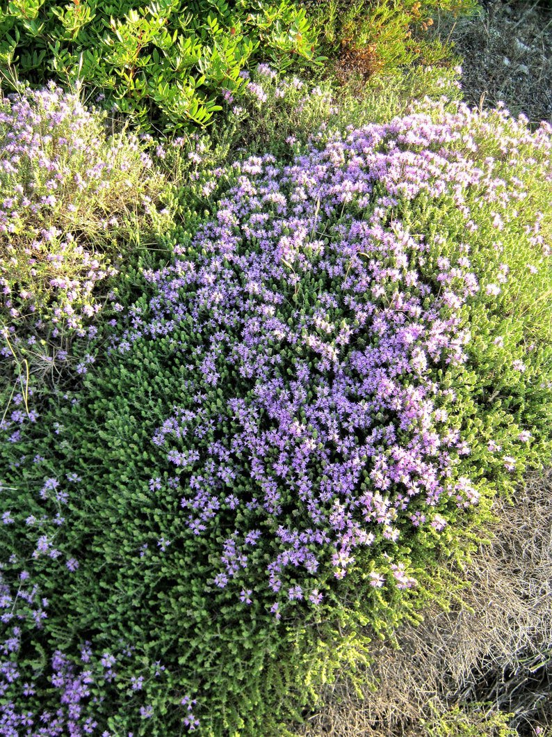 20 MEDITERRANEAN THYME Spiked Thymbra Spicata Pink Savory Herb Za