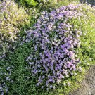 20 MEDITERRANEAN THYME Spiked Thymbra Spicata Pink Savory Herb Za