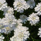 1000 WHITE EMPRESS CANDYTUFT Iberis Amara Groundcover Flower Seeds