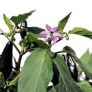 20 ROYAL BLACK PEPPER Capsicum Annuum Very Hot Chilli Vegetable Seeds