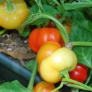 25 ALMA PAPRIKA PEPPER White Orange Red Hungarian Cherry Capsicum Annuum Seeds