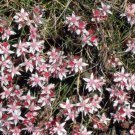 50 SEASTAR / WIDOWS Cross SEDUM Sea Star Stonecrop Sedum Pulchellum Flower Seeds