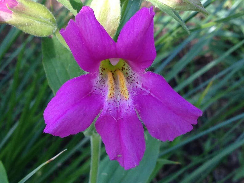 250 PURPLE MONKEY FLOWER Mimulus Ringens Seeds