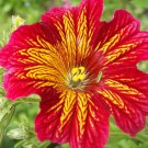 200 Mixed Colors PAINTED TONGUE (Velvet Trumpet Flower) Salpiglossis Grandflora Virgiana Flower Seed
