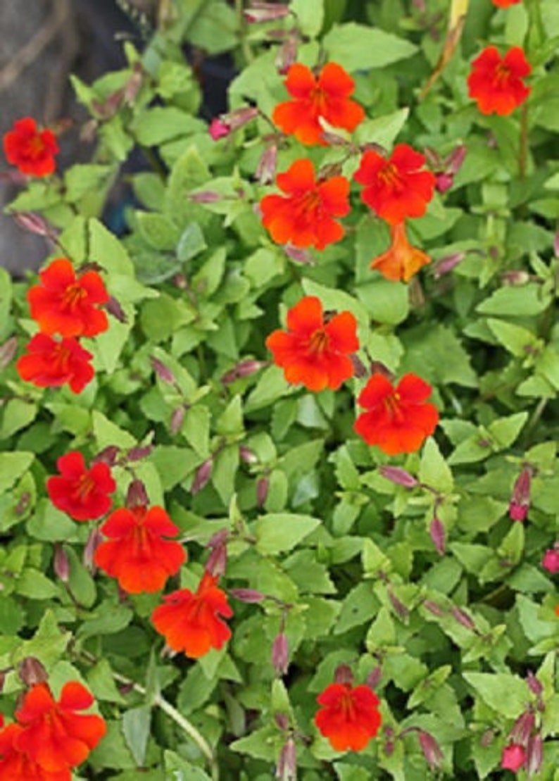 100 Twinkle RED MONKEY FLOWER Mimulus Seeds