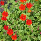 100 Twinkle RED MONKEY FLOWER Mimulus Seeds