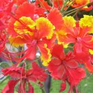 10 RED BIRD Of PARADISE Caesalpinia Pulcherrima aka Pride of Barbados, Dwarf Poinciana, Peacock Flow