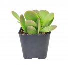 TRAILING JADE SENECIO JACOBSENII