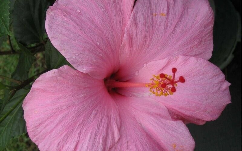 TROPICAL SEMINOLE PINK HIBISCUS WELL ROOTED 3 TO 5 INCHES LIVE STARTER PLANT