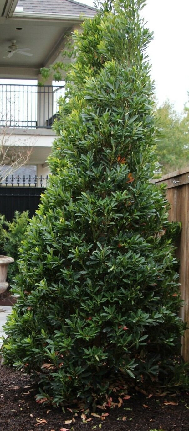 Japanese Blueberry Tree Starter Live Plants 5 inches tall~Elaeocarpus Decipiens