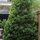 Japanese Blueberry Tree Starter Live Plants 5 inches tall~Elaeocarpus Decipiens