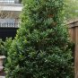 Japanese Blueberry Tree Starter Live Plants 5 inches tall~Elaeocarpus Decipiens
