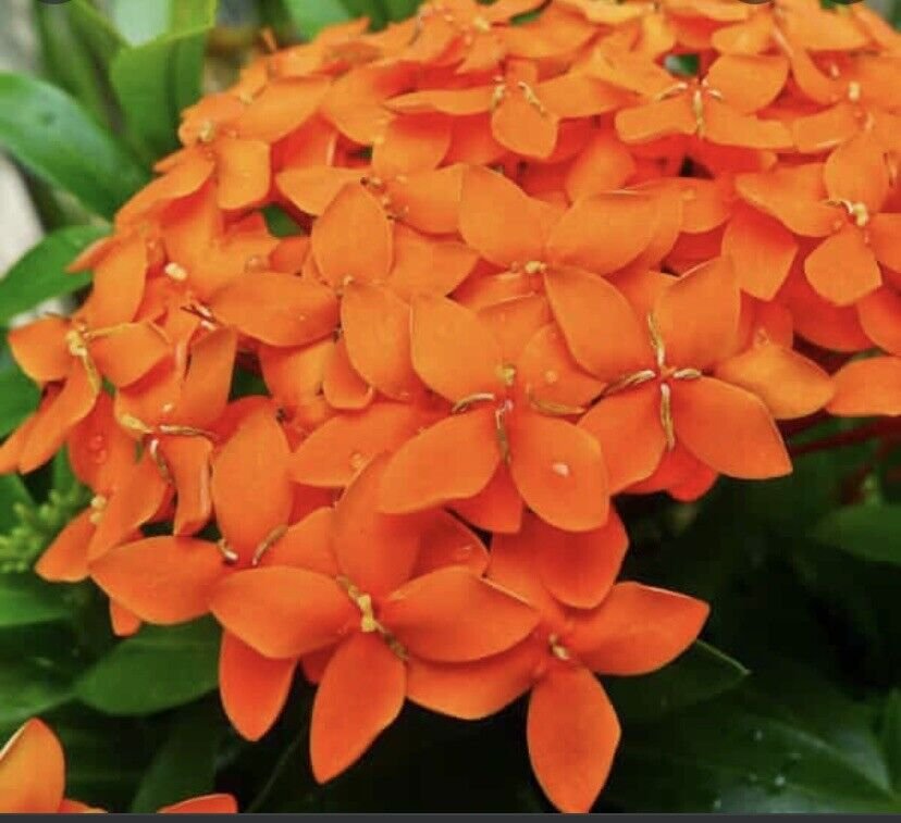DWARF ORANGE IXORA LIVE PLANTS~ 3 TO 5 INCHES TALL