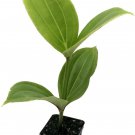 Malaysian Orchid - Medinilla myriantha - Live Plant