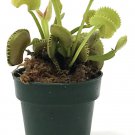 Dente Venus Fly Trap Carnivorous Plant - Dionaea muscipula - Live Plant