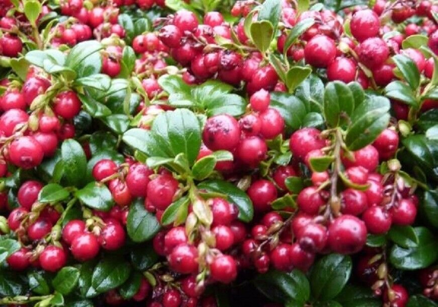 VACCINIUM VITIS IDAEA 'RED CANDY' - LINGONBERRY - PLANT - APPROX 5-7 INCH