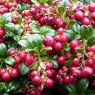 VACCINIUM VITIS IDAEA 'RED CANDY' - LINGONBERRY - PLANT - APPROX 5-7 INCH