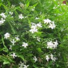 JASMINE OFFICINALE - POET'S JASMINE - FRAGRANT-PLANT - APPROX 12-20 INCH-DORMANT