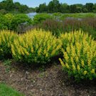 BAPTISIA 'SUNNY MORNING' - STARTER PLANT - CUT BACK - DORMANT