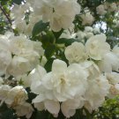 PHILADELPHUS X VIRGINALIS- STARTER PLANT - APPROX 7-10 INCH - DORMANT