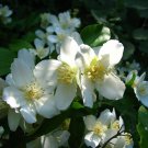 PHILADELPHUS LEWISII- FRAGRANT - STARTER PLANT - APPROX 8-12 INCH - DORMANT