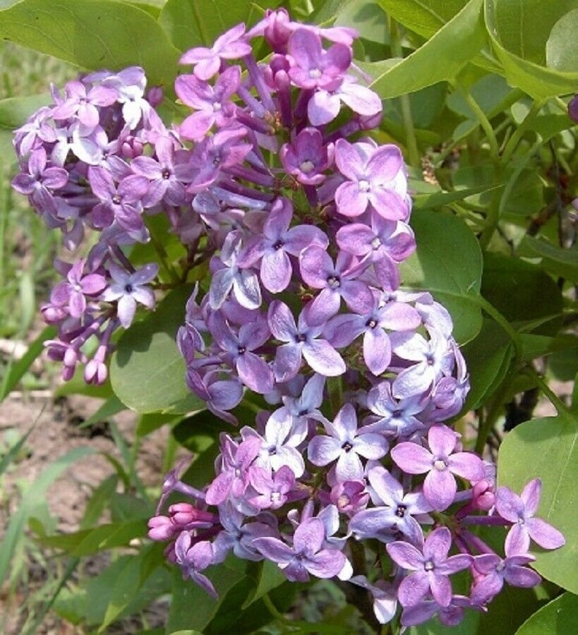 SYRINGA 'PRAIRIE PETITE-LILAC-FRAGRANT- STARTER PLANT - APPROX 5-7 INCH- DORMANT
