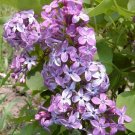 SYRINGA 'PRAIRIE PETITE-LILAC-FRAGRANT- STARTER PLANT - APPROX 5-7 INCH- DORMANT