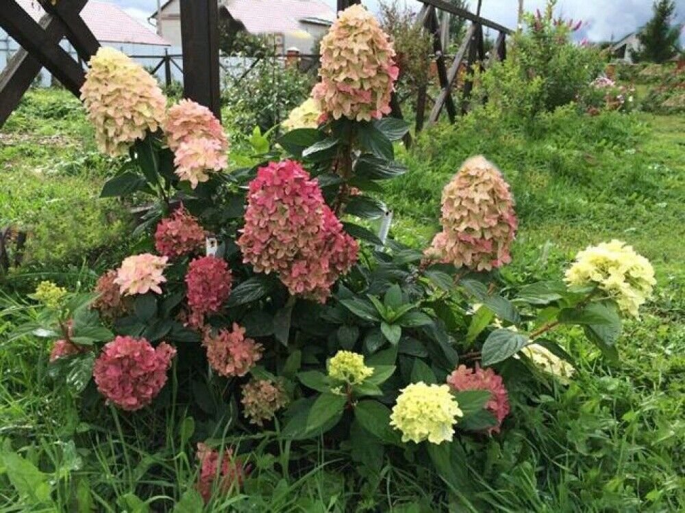 HYDRANGEA PANICULATA 'GRAFITTI' - STARTER PLANT - APPROX 7-10 INCH - DORMANT