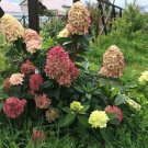 HYDRANGEA PANICULATA 'GRAFITTI' - STARTER PLANT - APPROX 7-10 INCH - DORMANT