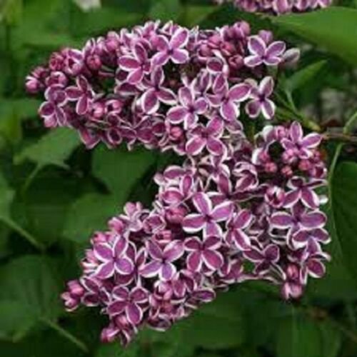 SYRINGA 'SENSATION'- LILAC - FRAGRANT PLANT - APPROX 5-7 INCH - DORMANT