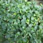 SYRINGA 'SENSATION'- LILAC - FRAGRANT PLANT - APPROX 5-7 INCH - DORMANT