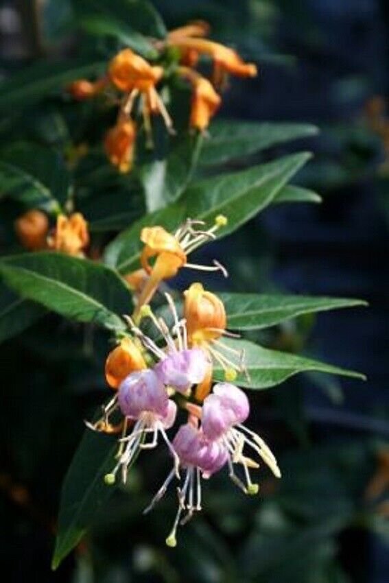LONICERA 'CANDY SWIRL' - HONEYSUCKLE - STARTER PLANT - APPROX 7-10 INCH -DORMANT