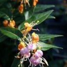 LONICERA 'CANDY SWIRL' - HONEYSUCKLE - STARTER PLANT - APPROX 7-10 INCH -DORMANT
