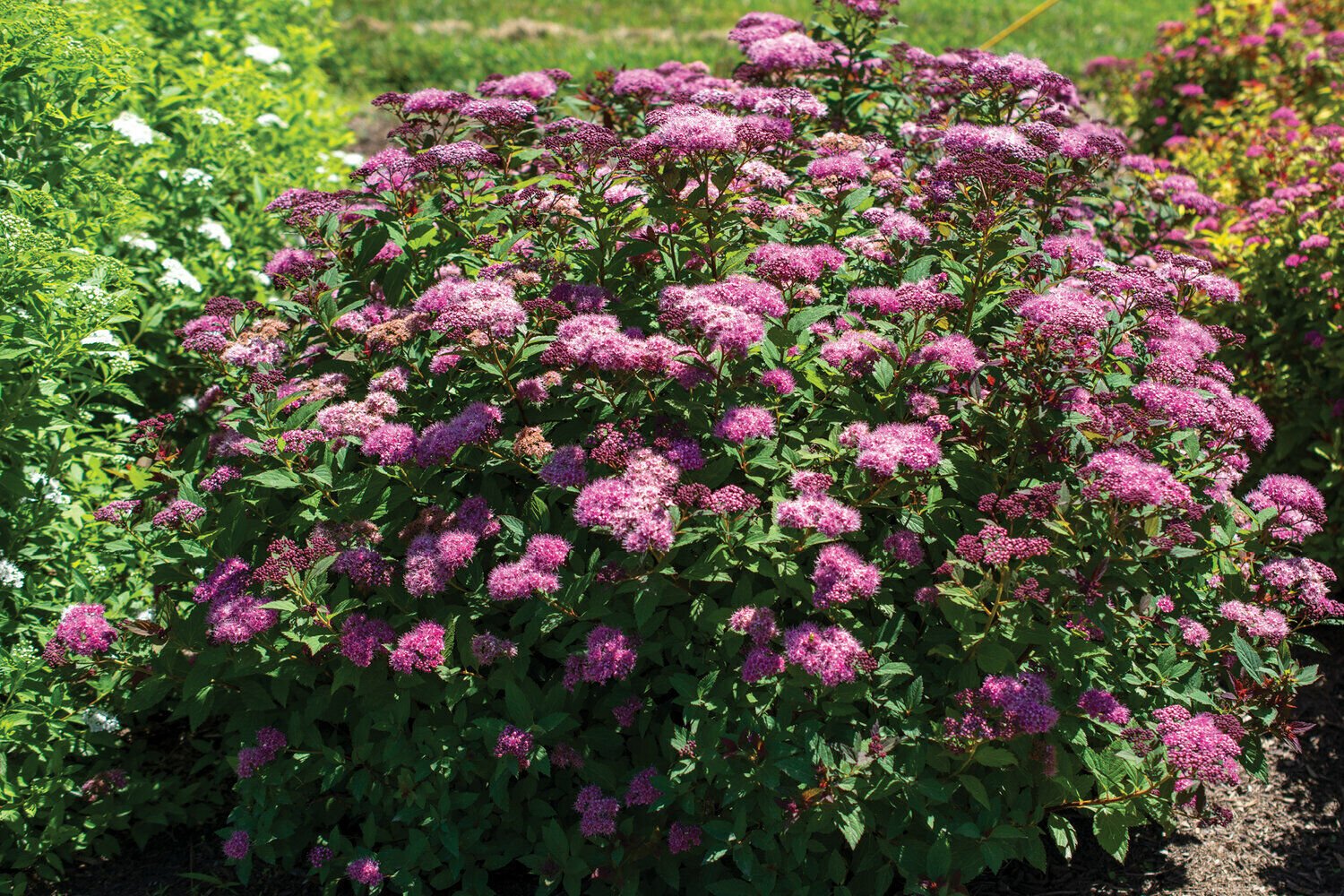 SPIRAEA BUMALDA 'ICE DRAGON'' - STARTER PLANT - APPROX 7-10 INCH - DORMANT