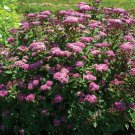 SPIRAEA BUMALDA 'ICE DRAGON'' - STARTER PLANT - APPROX 7-10 INCH - DORMANT