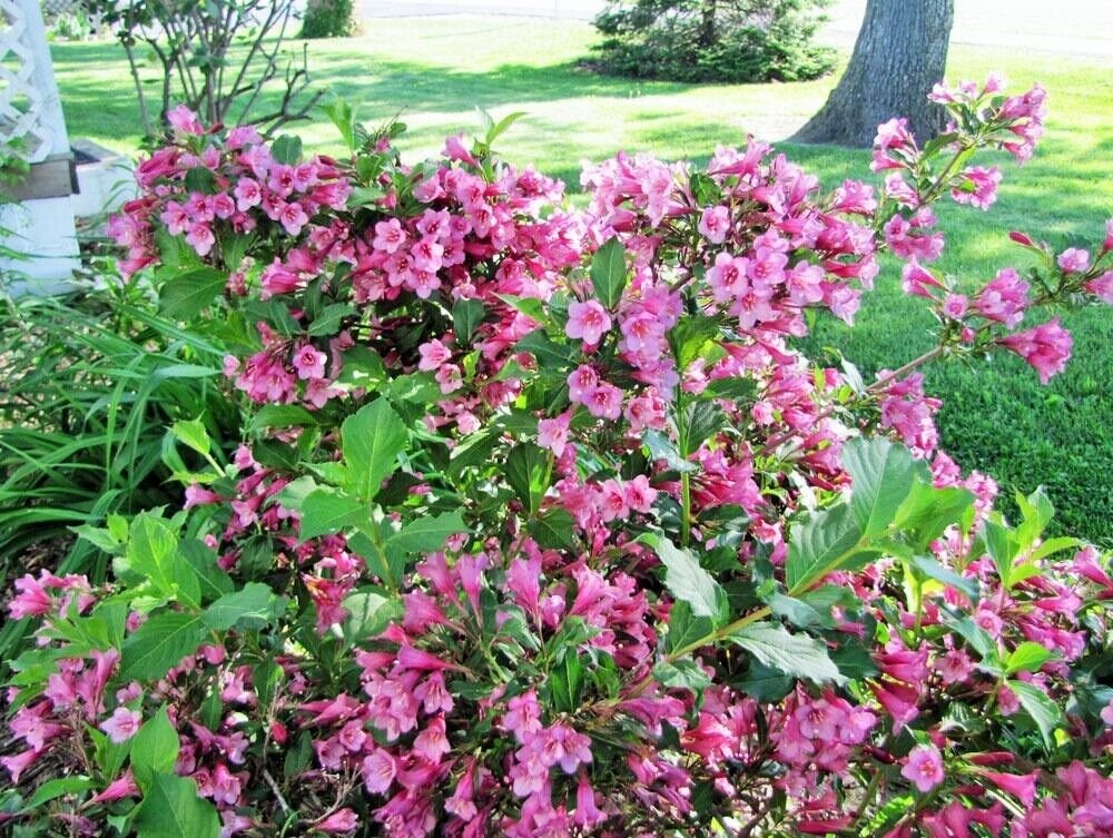 WEIGELA 'MINUET'- STARTER PLANT- APPROX 5-7 INCH - DORMANT